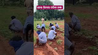 Farming video odia  Pariba chasa odisha [upl. by Daron]