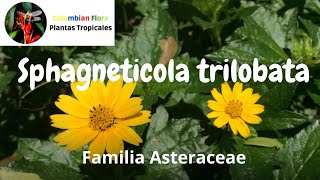 Sphagneticola trilobata o wedelia  Familia Asteraceae [upl. by Hpsoj]