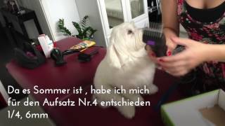 Grooming a Maltese Dog  Malteser trimmen schneiden  namens Lui [upl. by Cathrin574]