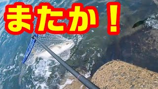 新たな記録が誕生！そしてあの方が ショアジギング 大阪湾 人工島 青物 ルアー【釣り】 [upl. by Reisinger]