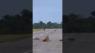 A morning on the MalaMala airstrip 🦁 🐆 🛫 Filmed by our guests African Peak Travel wildafrica [upl. by Asilrahc]