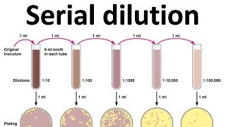 Serial dilution [upl. by Nna393]