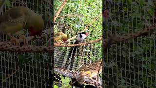 The pintailed whydah Vidua macroura [upl. by Everara]