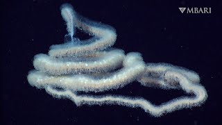 The woolly siphonophore thrives in the deep sea by stretching out to catch a meal [upl. by Hooper]