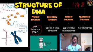 4 Structures of DNA🧬  Double Helix Nucleosomes Super coiling Chromosomes  Tamil  ThiNK Biology [upl. by Ahsieit959]