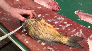 Fisch filetieren  Karpfen How to fillet fish  carp [upl. by Nere]