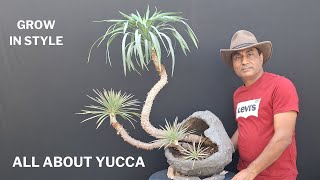 Yucca Plant  Grow In Style Crescent Pot Care Tips [upl. by Konstance]