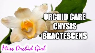 How to care for Chysis bractescens Orchid  Watering fertilizing reblooming [upl. by Marcello522]