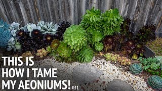 31 This is how I tame my aeoniums [upl. by Hannavas355]