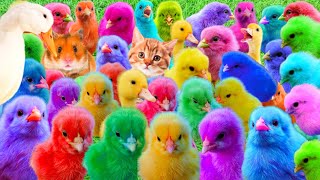 Catch Cute Chickens Colorful Chickens Rainbow ChickensDucksCute CatsRabbitsAnimals Cute 227 [upl. by Mapes]