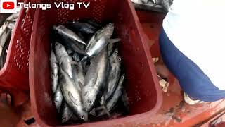 Grabe Ang Daming huli fishing fishingvideo fish viralvideo [upl. by Asaret]