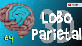 CÓRTEX Áreas e Funções do LOBO PARIETAL Anatomia em 3D MiniCurso 410 [upl. by Nailij260]