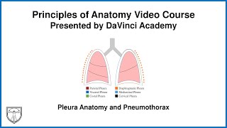 Pleura Anatomy and Pneumothorax Thorax Anatomy 5 of 16 [upl. by Engis]