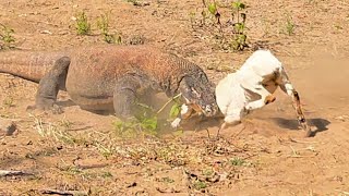 Komodo Running At Full Speed Attacking The Goat Alive [upl. by Tuttle188]