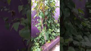 Wow Betel leaf plant trending viral yshorts shorts nature life  village [upl. by Elmina79]