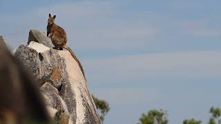 Rock Wallaby Encounter  Spotted Safaris [upl. by Gans]