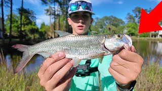 Exploring Hidden Ponds Fishing for Tarpon in Georgia [upl. by Prudie594]