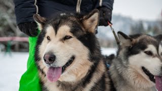 Are Alaskan Malamutes Prone to Obesity [upl. by Amirak24]