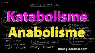 Metabolisme Sel Katabolisme dan Anabolisme [upl. by Ennaeerb]