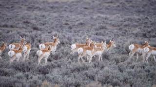 Stock Video  Herd of Pronghorn Antelope running in slow motion through sage brush [upl. by Gorga]