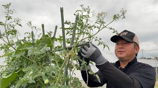 ミニトマト１株で６００個収穫する育て方の裏ワザ！花が咲いても実らない原因と治しかた（誘引〜下葉欠き〜肥料）24715 [upl. by Arretak]