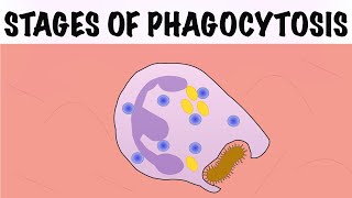 STAGES OF PHAGOCYTOSIS [upl. by Elleoj]