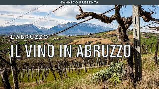 Montepulciano Trebbiano e il successo internazionale il vino in Abruzzo  Tannico [upl. by Yrok]