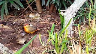 The Orange Breasted  Gold Breasted Waxbill Finch  Amandava subflava [upl. by Enelrihs]