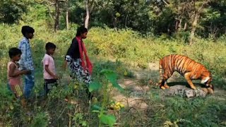 Bengal tiger Attack vs Babu in forest jangal me tiger ka dangerous hamala Sabash💓🥵 [upl. by Assirehc106]