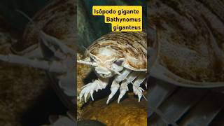 Isópodo gigante Bathynomus giganteus sabiasque curiosidadesanimales [upl. by Atinnod]