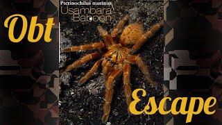 OBT tarantula escape [upl. by Weidar]