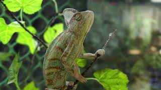 Chameleons Fascinating Food Habits and Natural SheltersChameleon [upl. by Atinrahs]