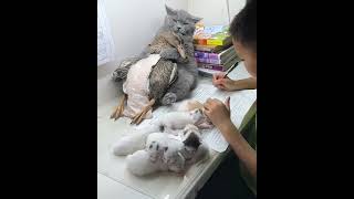 Cute Cats amp Funny Cats 💕💖cats shorts viral pets1 [upl. by Oina]