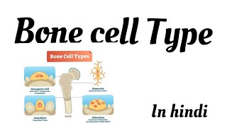 Bone cells  osteoclasts  osteoblasts  osteocytes  bone marrow cells  bone lining cells [upl. by Ridglee635]