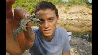 How to catch Crawfish Crawdads with a Dip Net  Creek Fishing [upl. by Blane]