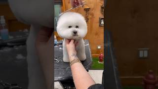 HUUUGE Bichon Frise face transformation 😱 bichonfrise doggroomingtips jessronagrooming [upl. by Nnagem]