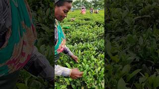 🌱🫖Tea Harvest Womens Skillful Plucking 🌱🤯👭🫖🎉❤️🍃♀️teagarden youtubeshorts womenatwork plucking [upl. by Edmead]