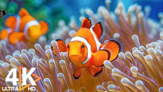 Aquarium Bliss in 4K 🐠 Vibrant Coral Reef Fish Colorful Marine Life amp Relaxing Melodies [upl. by Guglielmo]