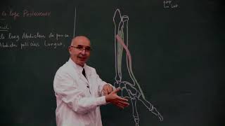 COURS ANATOMIE 15 Muscles loge post avant bras debut main [upl. by Anurag]