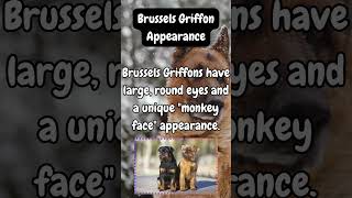 Brussels Griffon Appearance shorts facts dogknowledge dogbreed [upl. by Zabrina]