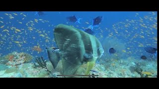 EXPLORE THE CORAL REEFS OF THE RAA ATOLL MALDIVES 4K AUGUST 2022 [upl. by Zeuqcaj]