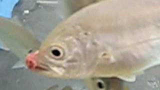 鶏レバー（肝臓）を好んで食べるシマアジ 海水魚飼育捕食実験 和歌山 釣太郎 [upl. by Noyad]