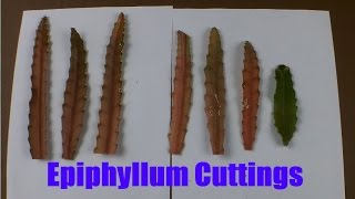 Epiphyllum Part 2 How to take cuttings of Epiphyllum [upl. by Simaj]