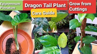 E Pinnatum Dragon Tail Plant Care Guide  Grow Tibatib from Stem Cutting [upl. by Bilbe]