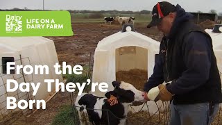 M6 Dairy Cow Care From Day 1 [upl. by Htilil]