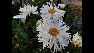 Cuidados de la Margarita  Leucanthemum vulgare  Margaritón  Margarita mayor  Daisy [upl. by Nauqad]