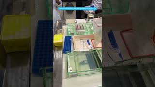 Agarose Gel Electrophoresis electrophoresis DNA analysisofnucleicacid molecularbiology [upl. by Odnalo]