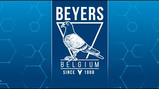 BEYERS BELGIAN OLYMPIAD PIGEONS MAASTRICHT 2024 [upl. by Correna]