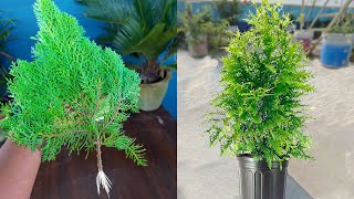 Best skill for how to grow thuja plant from cutting  Easy gardening method [upl. by Rihaz787]