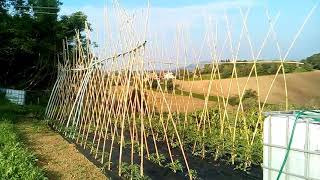 Come si coltivano i pomodori Messa a dimora irrigazione pacciamatura e potatura [upl. by Lay]